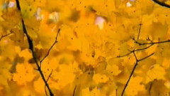 苗岭的早晨 笛子版