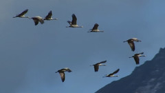 Wings to Paradise 天堂的翅膀