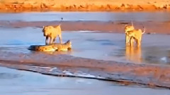 Крокодил vs. львы