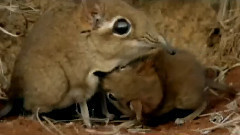 电影<地球生灵>日本先行版预告片