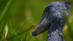 宁谧的苏德沼泽