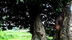 民乐群星 - 荔枝红