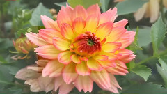 Giovanni Marradi - Dahlia