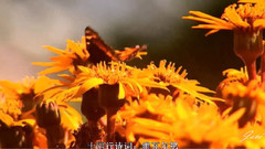 维瓦尔第 四季.夏