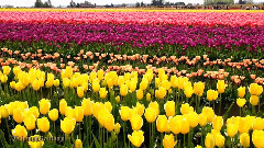 Skagit Valley Tulip Festival