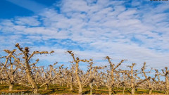 Othello Sandhill Crane Festival