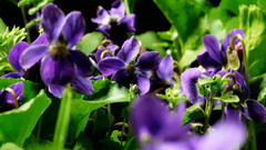 Time Laps Amazing Nature