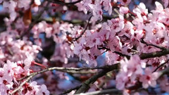 Spring At Skagit Valley