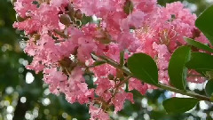 民乐群星 - 笛子独奏 喜报