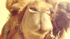 Festival Hits Best EDM by Dimitri Vegas & Like Mike, KSHMR, Tujamo & much more