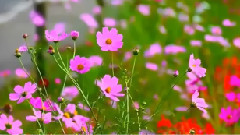 民乐群星 - 鹧鸪飞