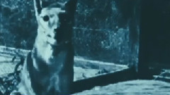 影视原声 - 电影<猎人>美国版预告片