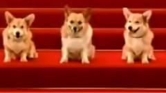 Corgi Dogs Sing Happy Birthday