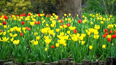 The Piano Guys,音乐短片,轻音乐,风景 - What Makes You Beautiful 郁金香