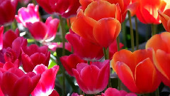 斯卡吉特峡谷的郁金香