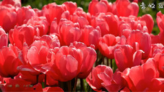 郁金香花节Skagit Valley Tulip Festival