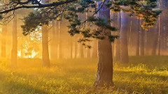 Bandari - Bandari - Morning Air