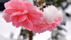 Secret Garden - Song For A New Beginning