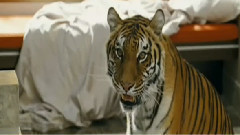 影视原声 - 电影<宿醉>片段之There's a Tiger In The House