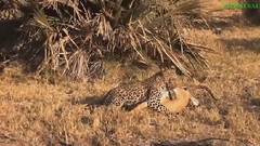 惊人的狒狒救鹿豹鬣狗帮助鹿,熊救了乌鸦