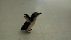 новая звезда интернета