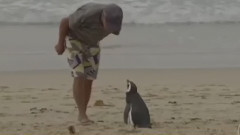 В Бразилии пингвин каждый год проплывает по 8 тысяч километров, чтобы навестить своего спасителя - Первый канал