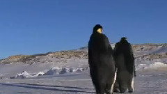 Пингвины КАМИКАДЗЕ