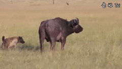 Hyena Eat Prey Alive Wild Animals Fight To The Death