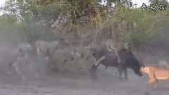 Lion vs Buffalo vs Crocodile