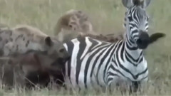 惊人的野生动物攻击_狮子,鳄鱼,鬣狗,河马