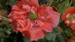 Ernesto Cortazar - Concerto De Aranjuez