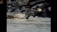 MOST AMAZING Zebra, Antelope Still Alive after Crocodile Attack