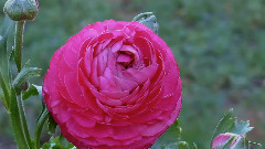 Concierto de Aranjuez