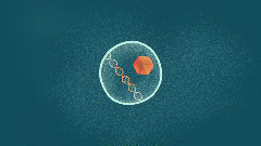 How Viruses Keep Us Healthy