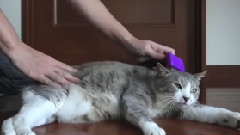 The master of combing character is not the same cat