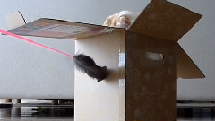 Meow star to hid in the box