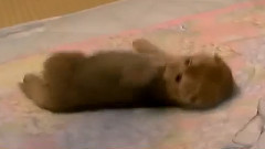 Fluffy kitten rolling is to not let you touch