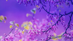 Secret Garden,音乐短片 - A Secret Garden