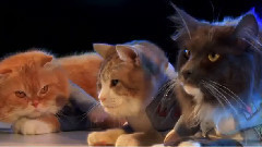 SHINee - 君のせいで for cat