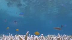 The Great Barrier Reef In Australia