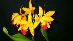 Yanni - With An Orchid