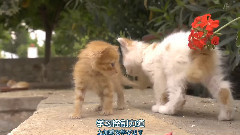 ペットのドキュメンタリー キャットウォークを歩く世界