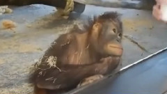 Маймунката схвана фокуса !