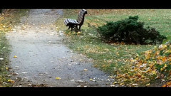 祈祷(蓝色生死恋)