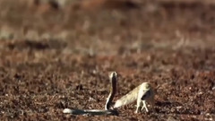 蛇与猫鼬房打蛇与猫鼬蛇与猫鼬现实斗争的 2016