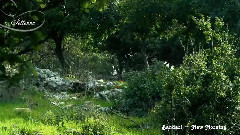 Bandari - New Morning