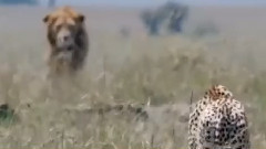 惊人的动物拯救