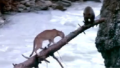 kamil Esten Juliet Lyons Cant Stop