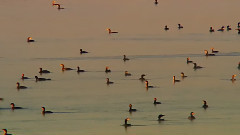 温暖的湿地家园