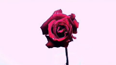 夏日最后的一朵玫瑰